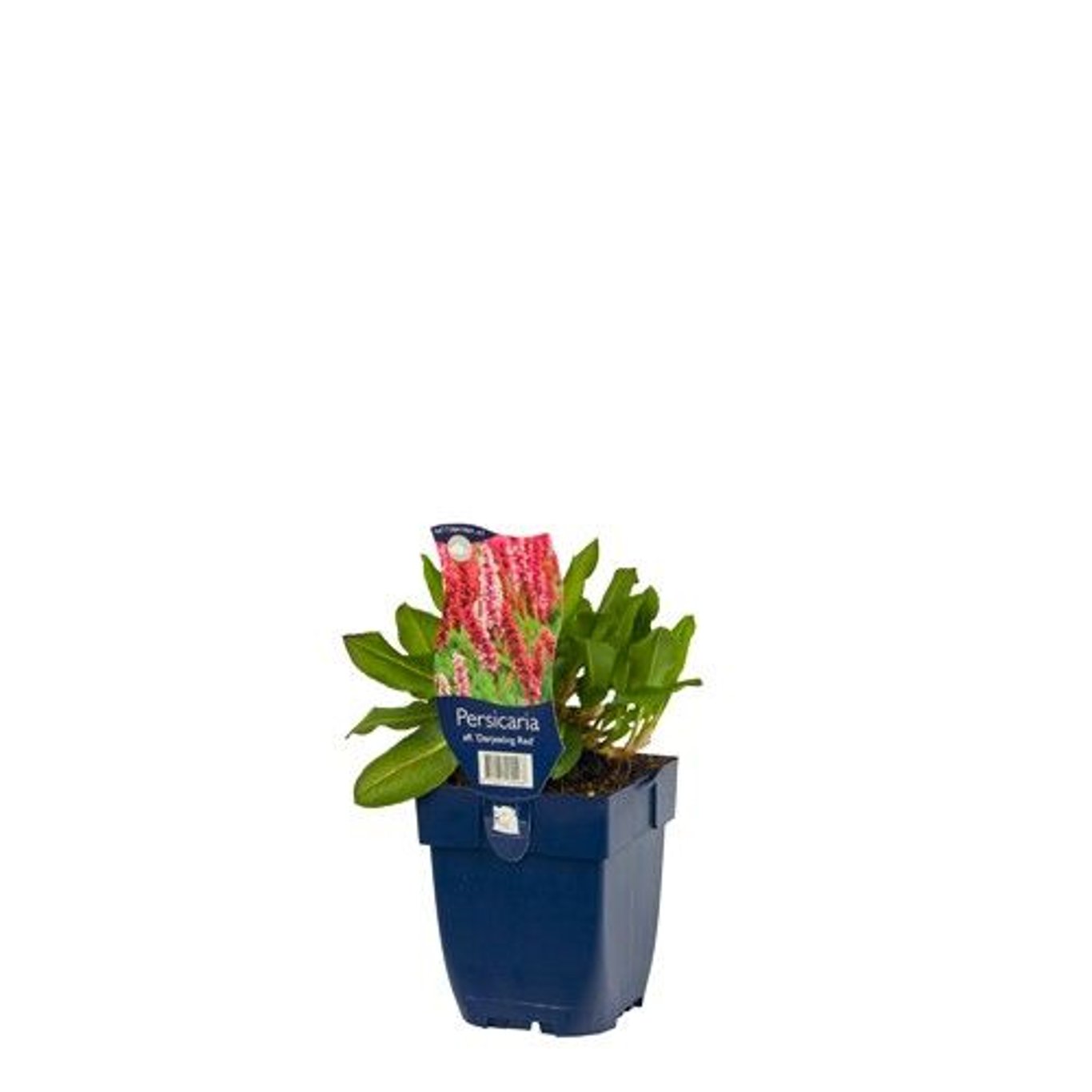 Persicaria aff. 'Darjeeling Red' - P11